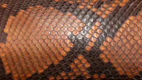 A close up picture of the Python material